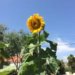 Quinta Ribeira Do Labrador - Lisbon West Wine Route