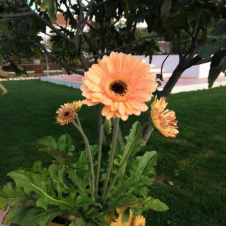 Farm stay Quinta Ribeira Do Labrador - Lisbon West Wine Route Alenquer