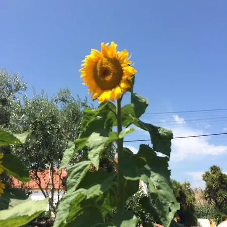 Quinta Ribeira Do Labrador - Lisbon West Wine Route
