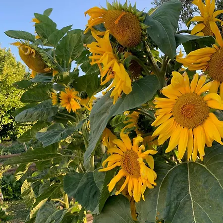 Quinta Ribeira Do Labrador - Lisbon West Wine Route 农家乐 阿伦克尔