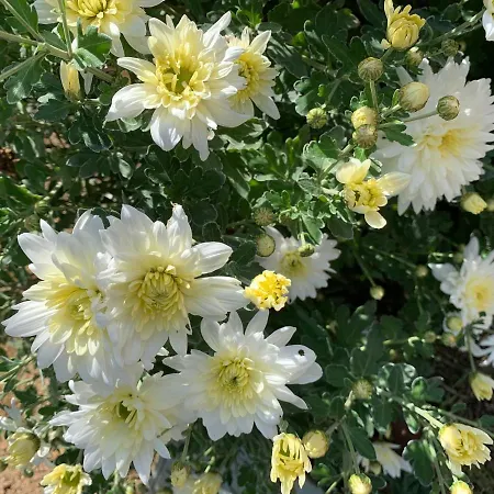 Quinta Ribeira Do Labrador - Lisbon West Wine Route Farmház