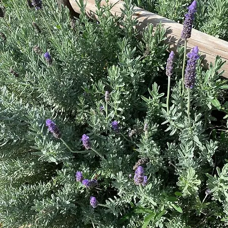 Quinta Ribeira Do Labrador - Lisbon West Wine Route Farmház Alenquer