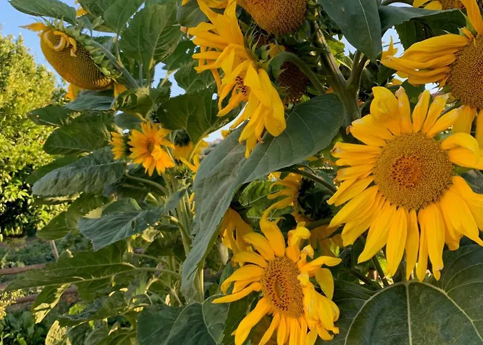 Quinta Ribeira Do Labrador - Lisbon West Wine Route مزرعة للإقامة ألينكوير