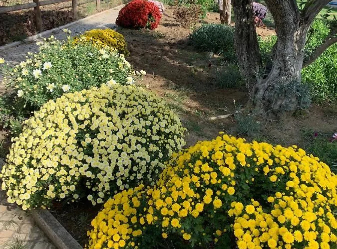 Quinta Ribeira Do Labrador - Lisbon West Wine Route ألينكوير