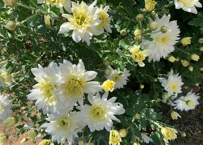 Quinta Ribeira Do Labrador - Lisbon West Wine Route مزرعة للإقامة