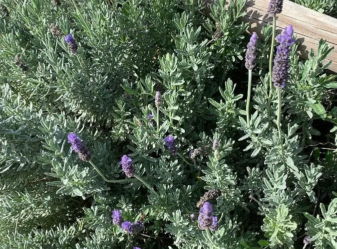 Quinta Ribeira Do Labrador - Lisbon West Wine Route مزرعة للإقامة ألينكوير